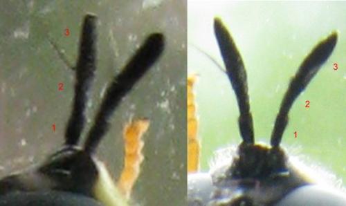 Chrysotoxum cautum