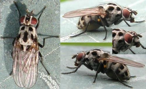 Anthomyia pluvialis