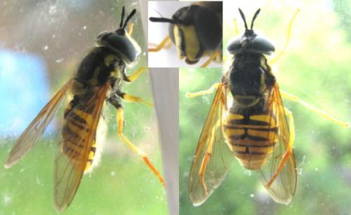 Chrysotoxum cautum