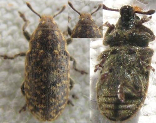 Réf. 121 233 : Rhinocyllus conicus