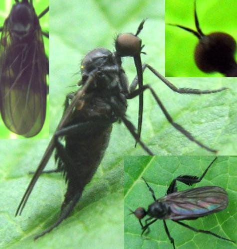 Réf. 121 037 : Empis pennipes