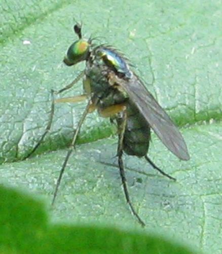 Dolichopus sp.