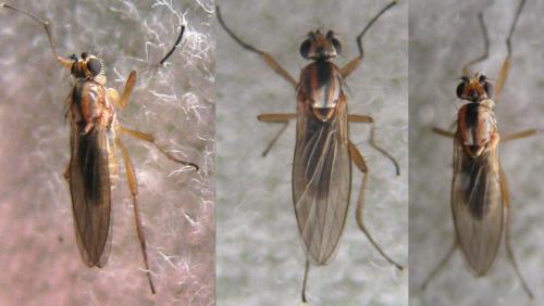 Lonchoptera sp.