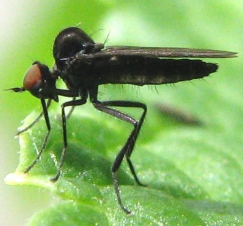 Bicellaria sp.