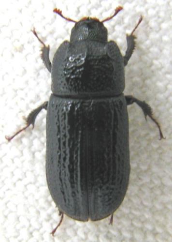 Sinodendron cylindricum
