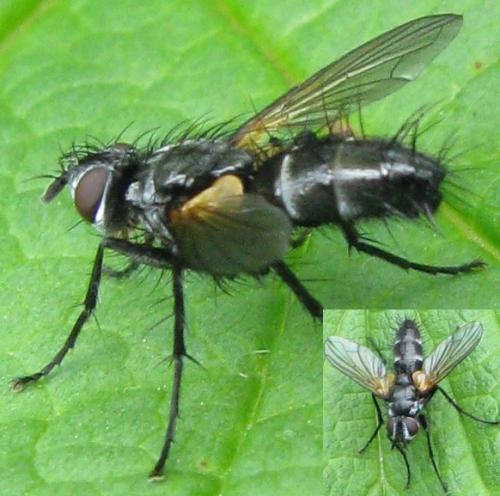 Phyllomya volvulus