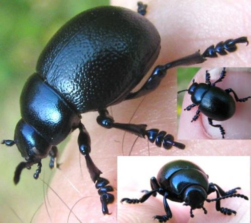 Réf. 121 240 : Timarcha goettingensis