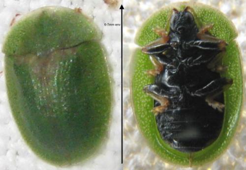 Réf. 121 692 : Cassida sp.