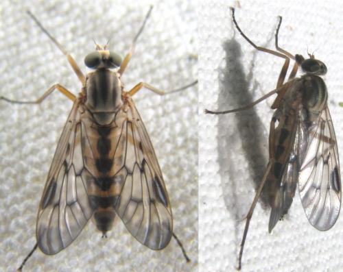 Rhagio scolopaceus