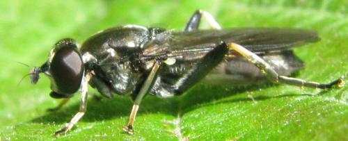Xylota sp.