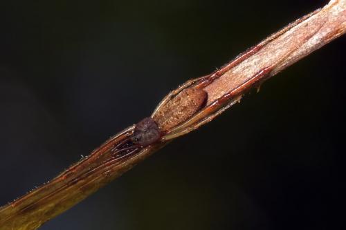 Réf. 121 703 : Episinus truncatus