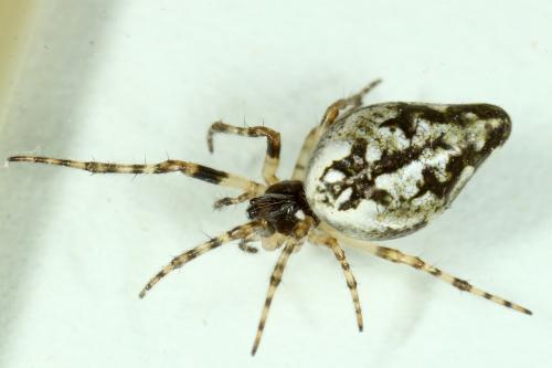 Cyclosa conica
