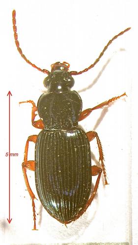 Réf. 121 654 : Abacetus salzmanni
