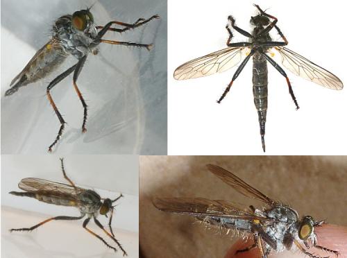 Neoitamus sp.