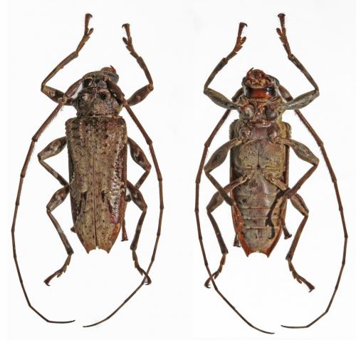 Réf. 121 061 : Oreodera bituberculata