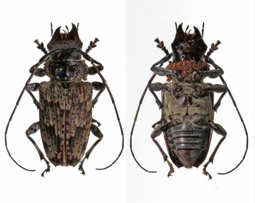 Réf. 121 813 : Dryoctenes scrupulosus