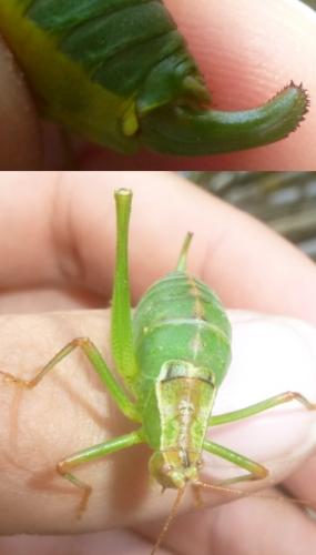 Metaplastes pulchripennis