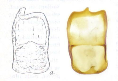 Batrisodes delaporti