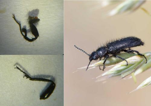 Réf. 121 851 : Enicopus ater ater