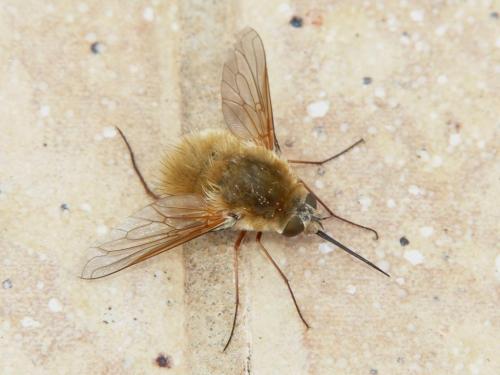 Réf. 121 022 : Systoechus sp.