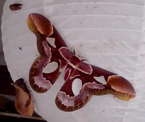 Rothschildia erycina