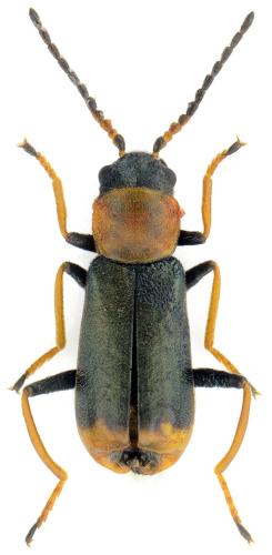 Cerapheles terminatus