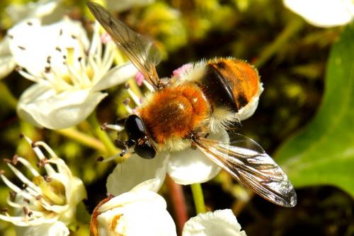 Criorhina floccosa