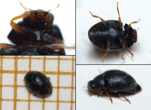 Réf. 121 488 : Scymnus rubromaculatus