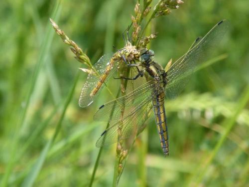 Orthetrum cancellatum