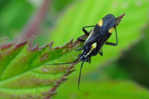 Capsodes sulcatus