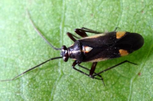 Capsodes sulcatus