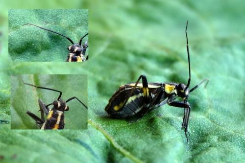Capsodes sulcatus
