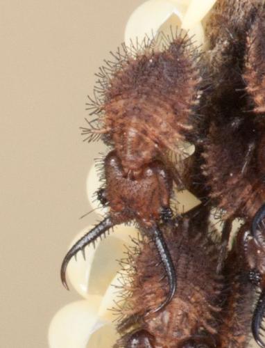 Libelloides sp.