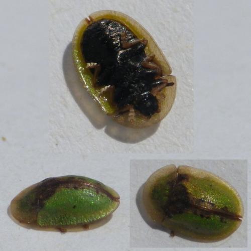 Réf. 121 649 : Cassida vibex