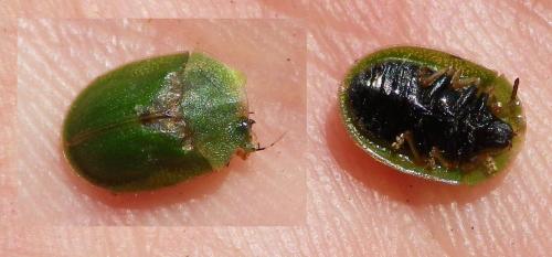 Cassida rubiginosa