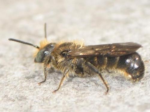 Chelostoma sp.