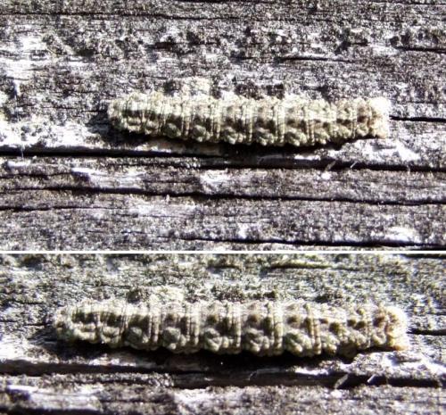 Tephronia sepiaria