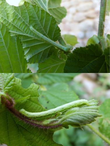 Réf. 121 134 : Alsophila aescularia