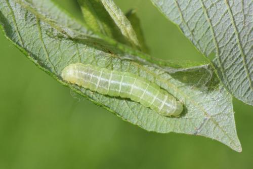 Réf. 121 873 : Ipimorpha retusa