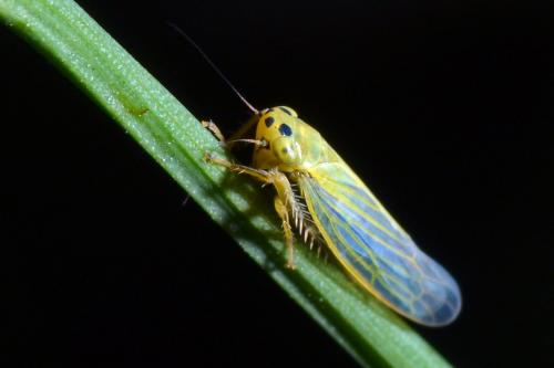 Cicadula (persimilis-quadrinotata)
