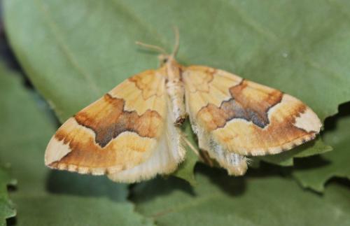 Réf. 121 529 : Cidaria fulvata