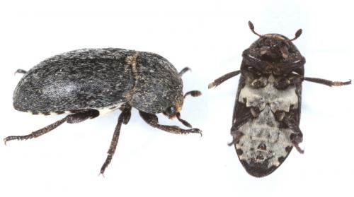 Dermestes laniarius