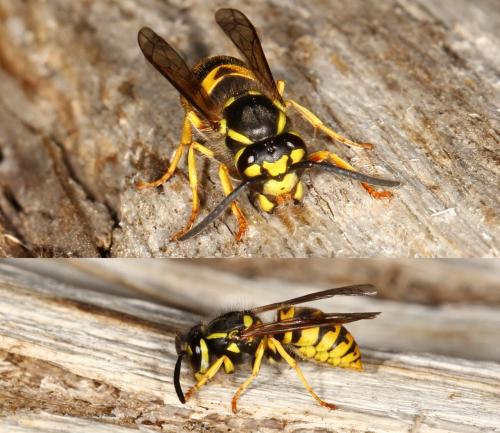 Vespula germanica