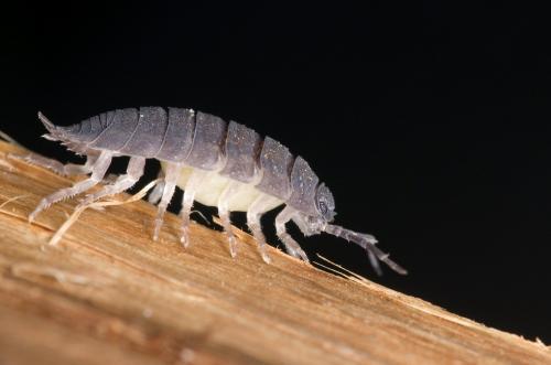 Porcellio scaber