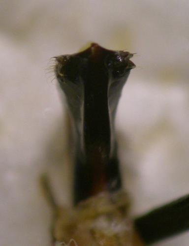 Réf. 121 862 : Clytra laeviuscula