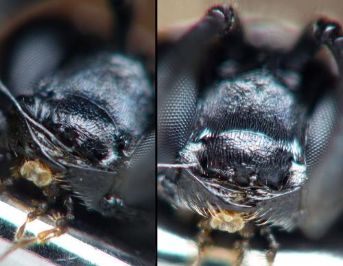 Psenulus fuscipennis