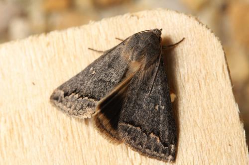 Clytie illunaris