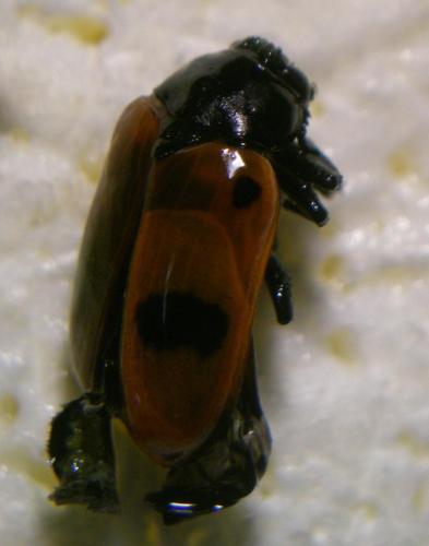 Réf. 121 863 : Clytra laeviuscula