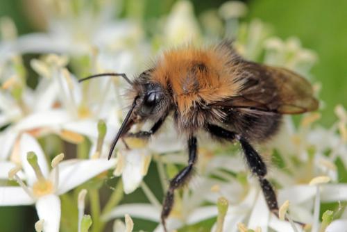 Bombus hypnorum