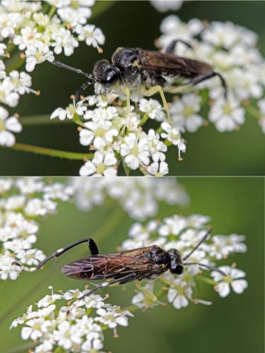 Macrophya montana